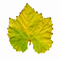 Harvest Cheese Leaves - Grape Leaf DesignClick to Change Image