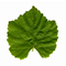 Harvest Cheese Leaves - Grape Leaf DesignClick to Change Image