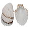 Natural King Scallop Baking Shells - Set of 4Click to Change Image