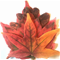 Harvest Cheese Leaves - Fall (Autumn) Leaves Click to Change Image